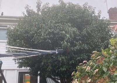 sevenoaks garden services gallery 16