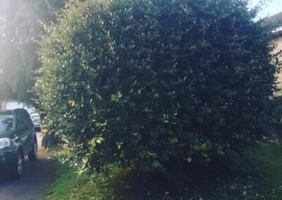 sevenoaks garden services gallery 34