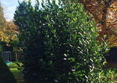 sevenoaks garden services gallery 40